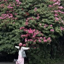 安顺旅游 缩略图 4