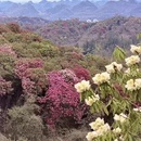 安顺旅游 缩略图 3