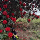 毕节旅游 缩略图 4
