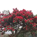 遵义旅游 缩略图 5