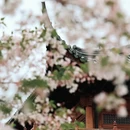 宁波旅游 缩略图 4