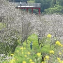 宁波旅游 缩略图 3