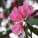 毕节旅游 缩略图 4