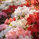 毕节旅游 缩略图 2