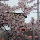 宁波旅游 缩略图 2