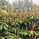 毕节旅游 缩略图 9