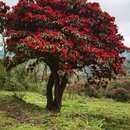 毕节旅游 缩略图 2