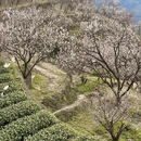 杭州旅游 缩略图 6