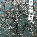 宁波旅游 缩略图 3