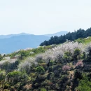 宁波旅游 缩略图 7