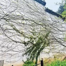 黄山旅游 缩略图 5