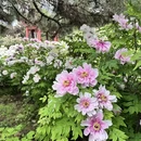 洛阳旅游 缩略图 3