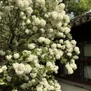 苏州旅游 缩略图 10