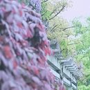 杭州旅游 缩略图 5