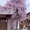 丽江旅游 缩略图 4