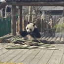 大连旅游 缩略图 5