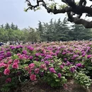 洛阳旅游 缩略图 7