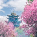重庆旅游 缩略图 4