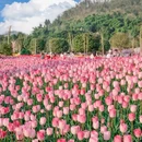 重庆旅游 缩略图 11