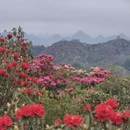 毕节旅游 缩略图 1