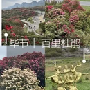 安顺旅游 缩略图 1
