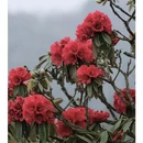 毕节旅游 缩略图 10