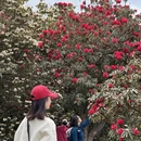 安顺旅游 缩略图 16
