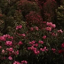 毕节旅游 缩略图 7