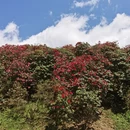 毕节旅游 缩略图 12