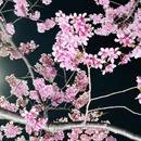 宁波旅游 缩略图 8
