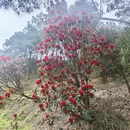 遵义旅游 缩略图 5