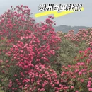 遵义旅游 缩略图 1