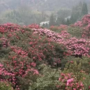 毕节旅游 缩略图 5