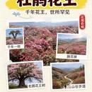 遵义旅游 缩略图 5
