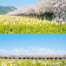宁波旅游 缩略图 1