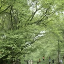 黄山旅游 缩略图 2