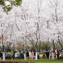 合肥旅游 缩略图 5