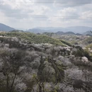 宁波旅游 缩略图 16