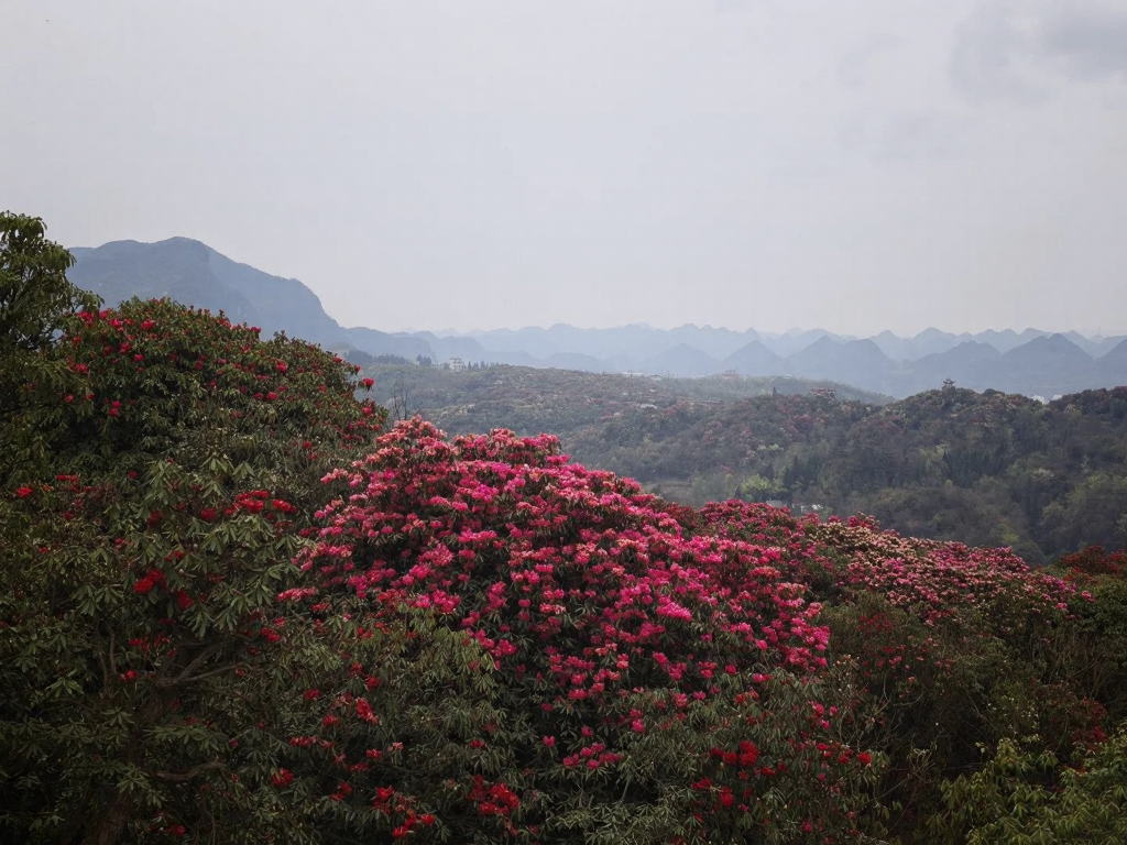 毕节旅游