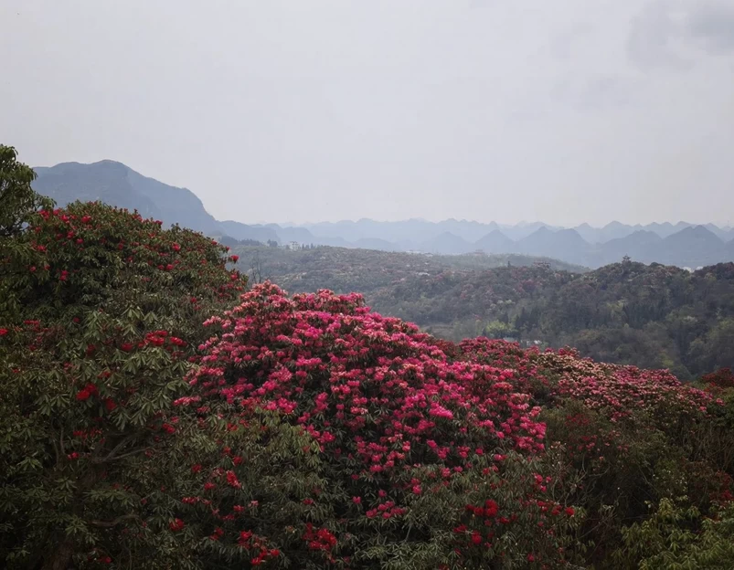 毕节旅游 1