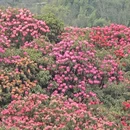 毕节旅游 缩略图 5