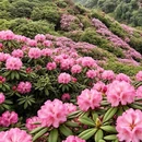 贵阳旅游 缩略图 3