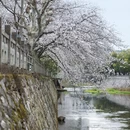 黄山旅游 缩略图 6