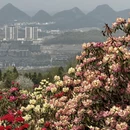 毕节旅游 缩略图 16
