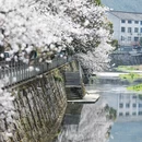 黄山旅游 缩略图 12