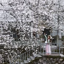 黄山旅游 缩略图 13