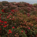 毕节旅游 缩略图 6