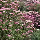毕节旅游 缩略图 8