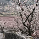 上海旅游 缩略图 5