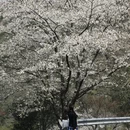 宁波旅游 缩略图 1